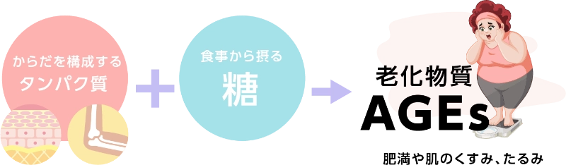 からだを構成するタンパク質 + 食事から摂る糖 → 老化物質 AGEs 肥満や肌のくすみ、たるみ